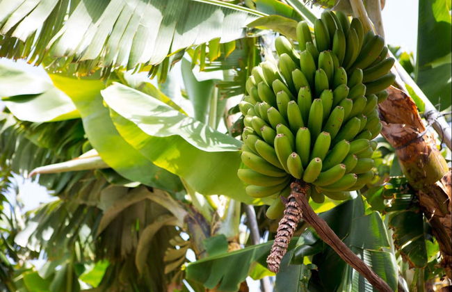 Visita a una finca de plátanos de La Orotava - Foto 6