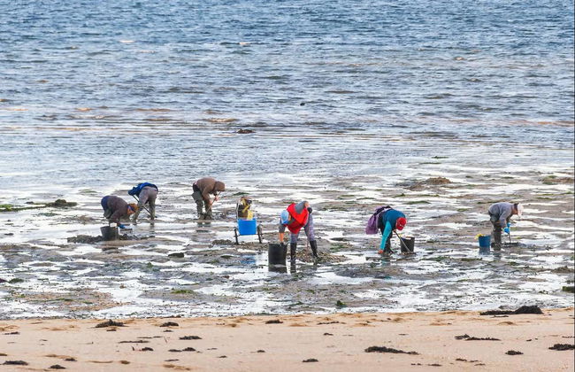 Free tour à la découverte des fruits de mer de Villagarcía de Arosa - Photo 1