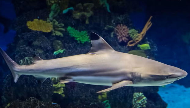 L’Aquàrium de Barcelona - Foto 4