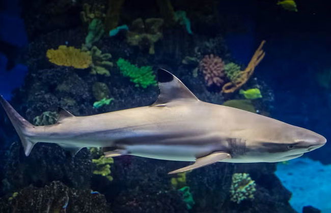 L’Aquàrium de Barcelona - Foto 4