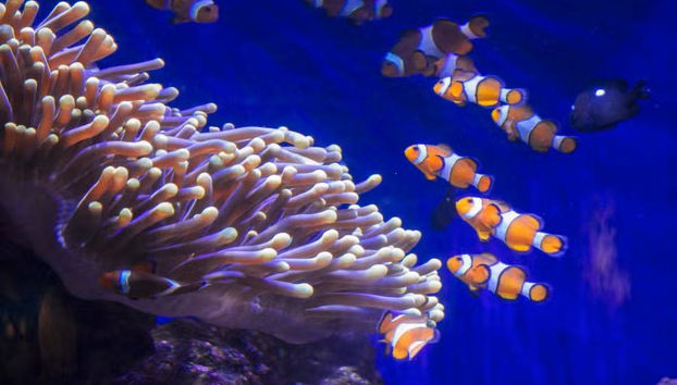 L’Aquàrium de Barcelona - Foto 3