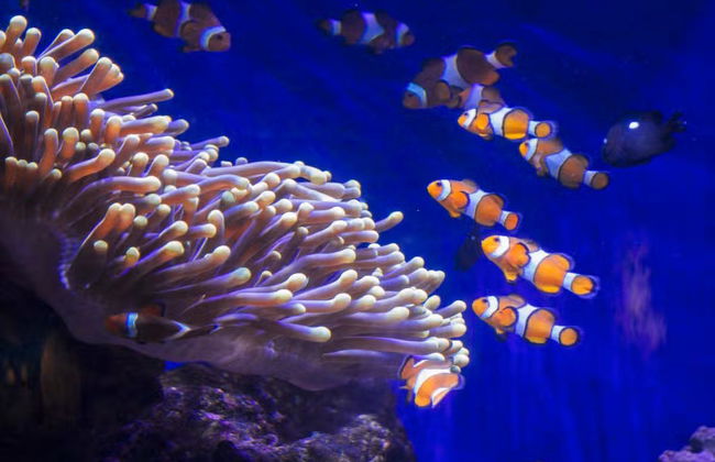 L’Aquàrium de Barcelona - Foto 3