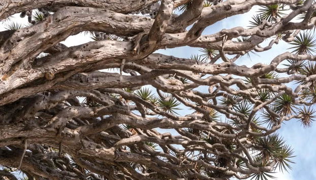 Biglietti per il Parco del Drago Millenario - Foto 3