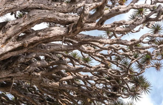 Biglietti per il Parco del Drago Millenario - Foto 3