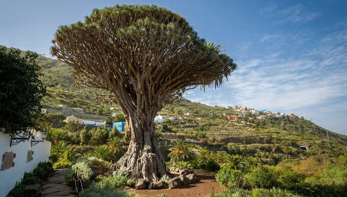 Biglietti per il Parco del Drago Millenario - Foto 1