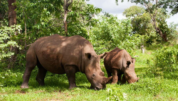 Safari de 6 jours en Zambie - Photo 2