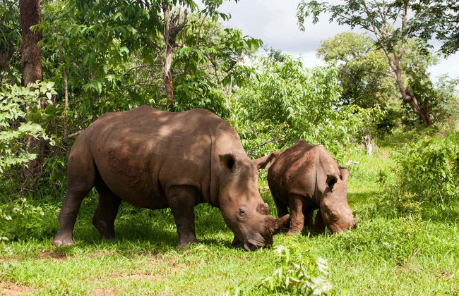 Safari de 6 jours en Zambie - Photo 2