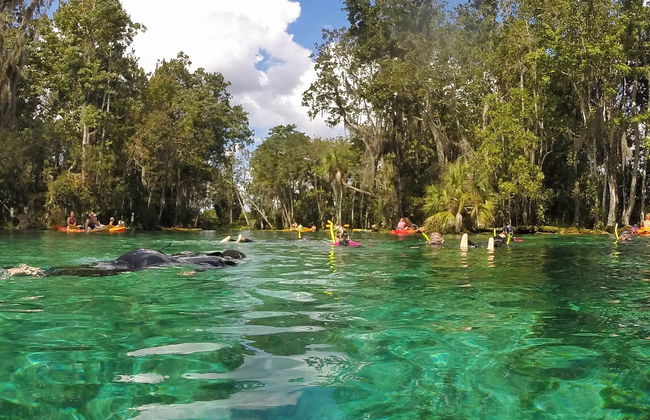 Paseo en barco por Crystal River - Foto 6