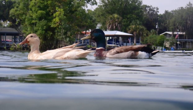 Paseo en barco por Crystal River - Foto 4
