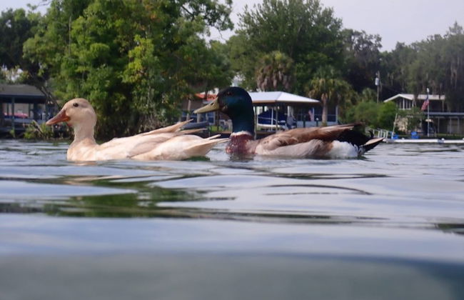 Paseo en barco por Crystal River - Foto 4