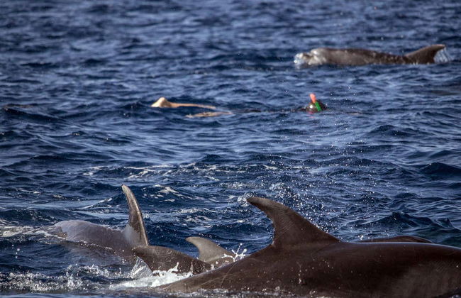 Nadar com golfinhos em Vila Franca do Campo - Foto 7