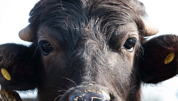 Paestum Cheese Factory Visit - Foto 5