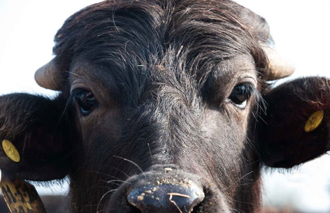 Paestum Cheese Factory Visit - Foto 5