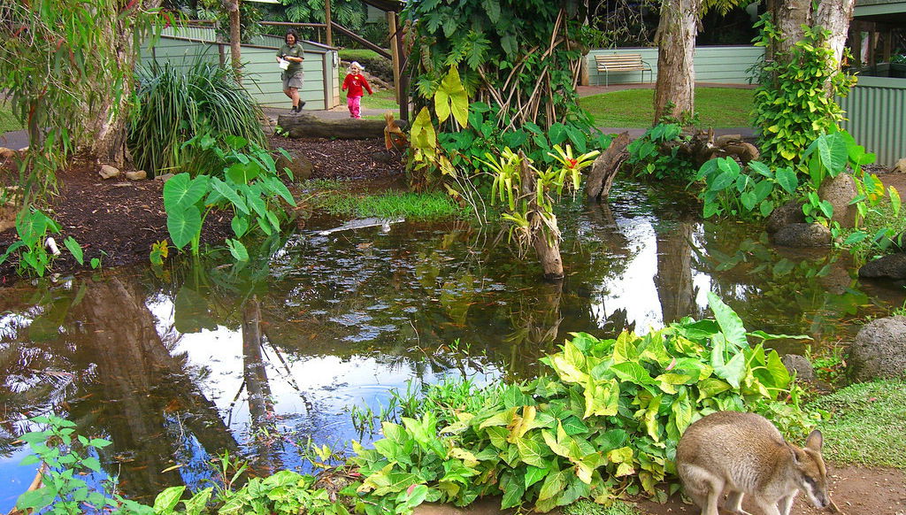 Foresta pluviale di Kuranda con Australian Butterfly - Foto 1