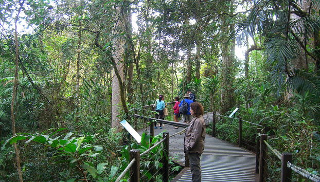 Foresta pluviale di Kuranda con Australian Butterfly - Foto 2