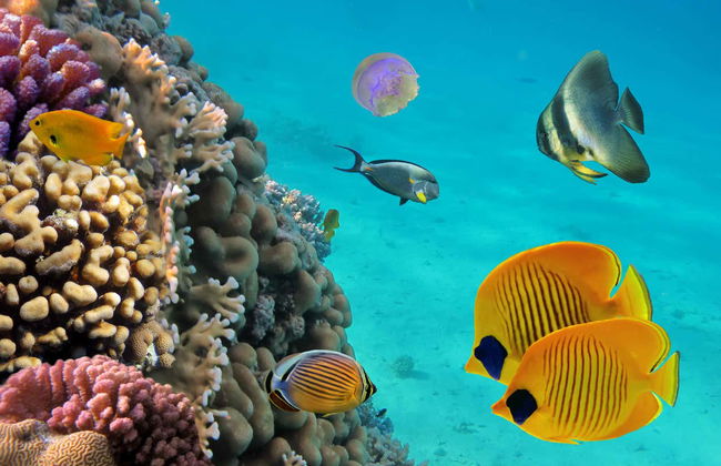 Snorkelling at Coral Beach + Saturn Cave - Foto 1