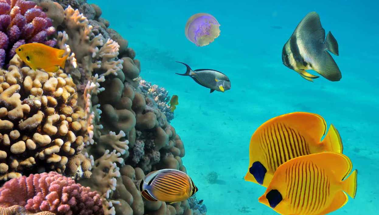 Snorkeling à la plage de Coral et la grotte de Saturne - Photo 1