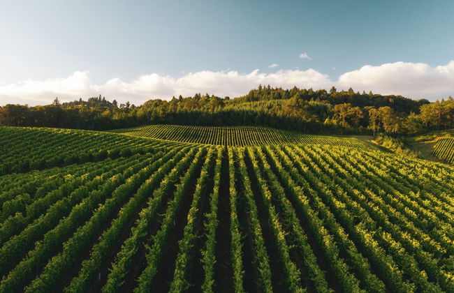 Excursión a Laguardia y Haro con visita a dos bodegas - Foto 7