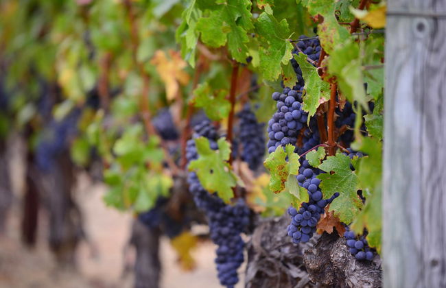 Excursión a Laguardia y Haro con visita a dos bodegas - Foto 5