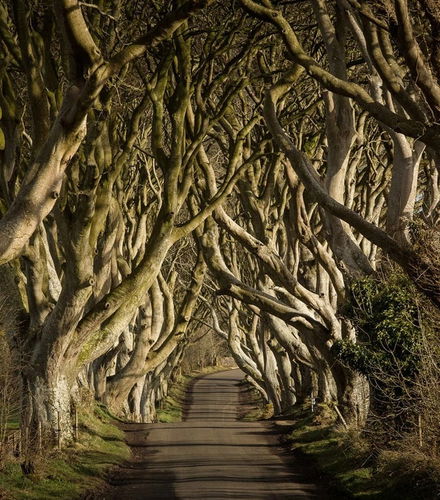 Foto de Tour de Juego de Tronos + Calzada del Gigante + Autobús turístico de Belfast