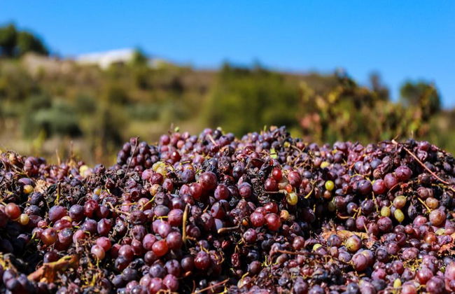 Les saveurs de Chypre - Tour - Photo 6