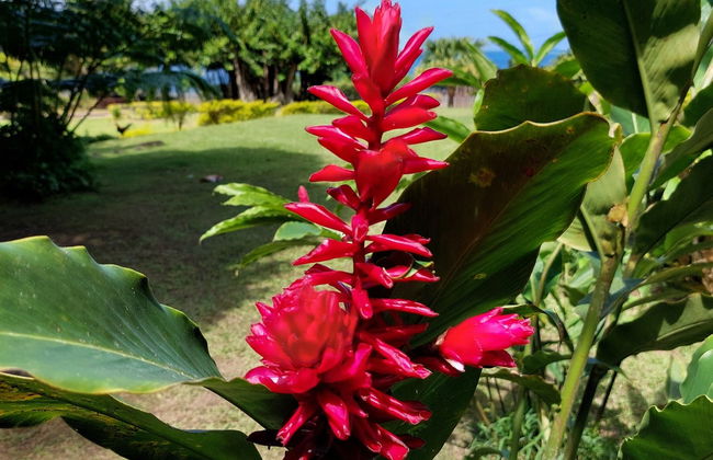Private Tour of Tahiti - Foto 2