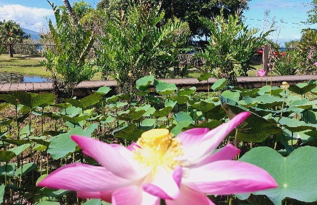 Private Tour of Tahiti - Foto 5