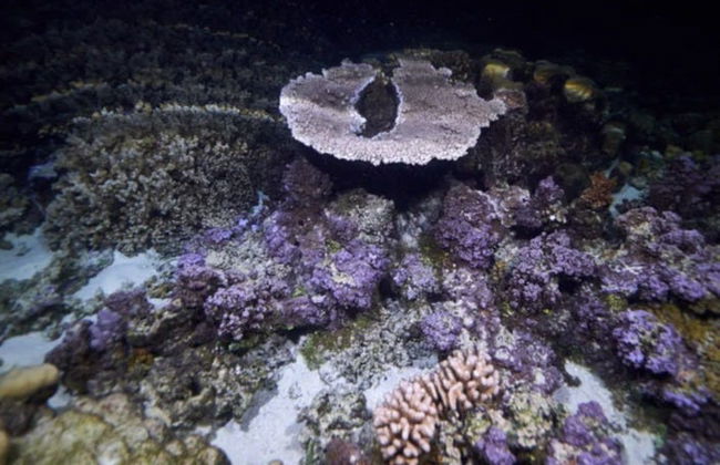 Snorkel nocturno en Moorea - Foto 4
