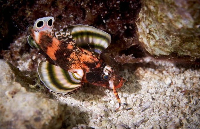 Snorkel nocturno en Moorea - Foto 3