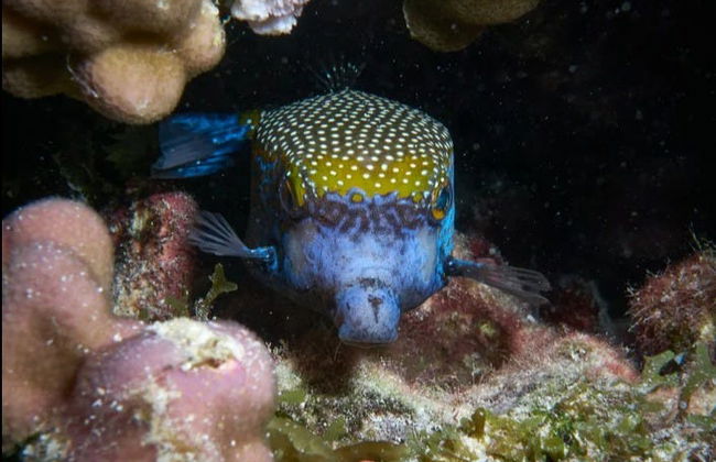 Snorkel nocturno en Moorea - Foto 5