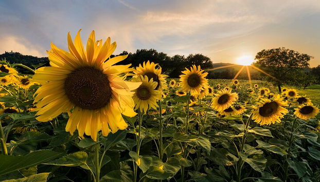 Bologna-Landschaft und Sonnenblumen