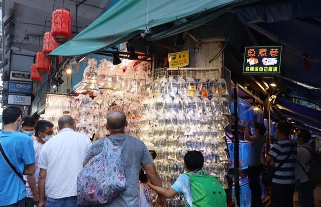 Visita guidata di Kowloon - Foto 7