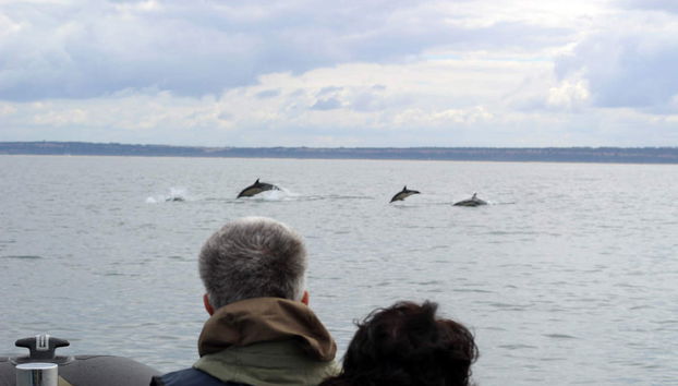 Avistamiento de delfines en Lisboa - Foto 5