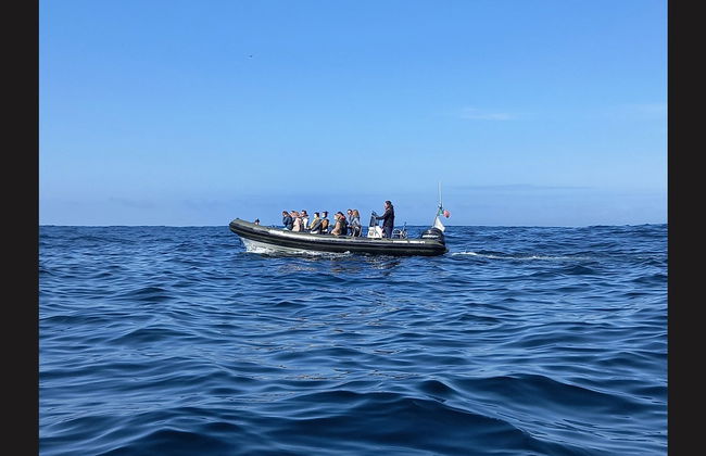 Observation de dauphins - Photo 2