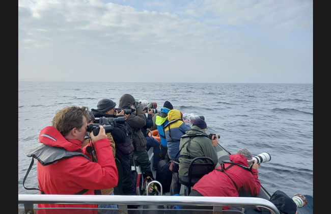 Observation de dauphins - Photo 6