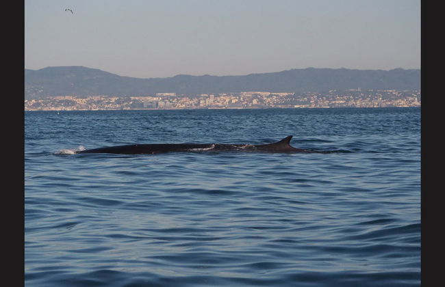 Observation de dauphins - Photo 4