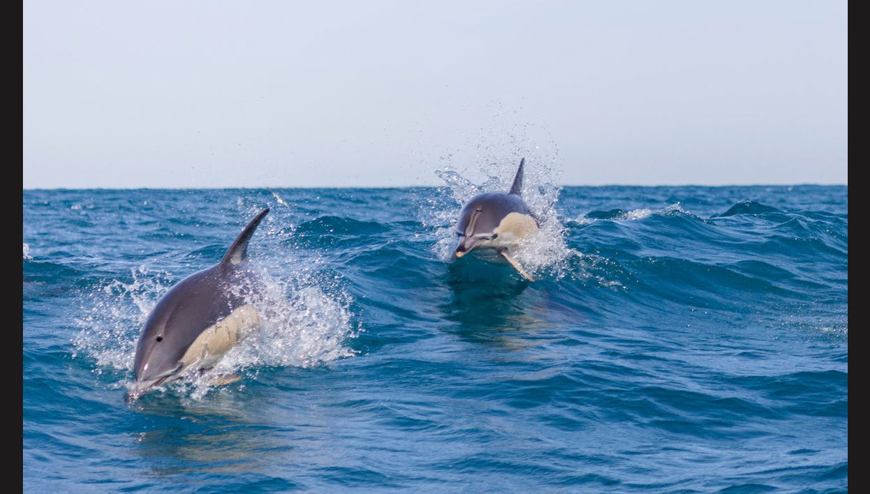 Avistamiento de delfines en Lisboa - Foto 1