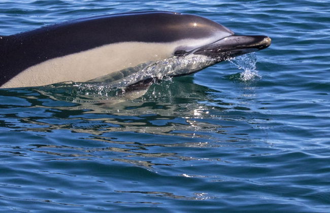 Observation de dauphins - Photo 8