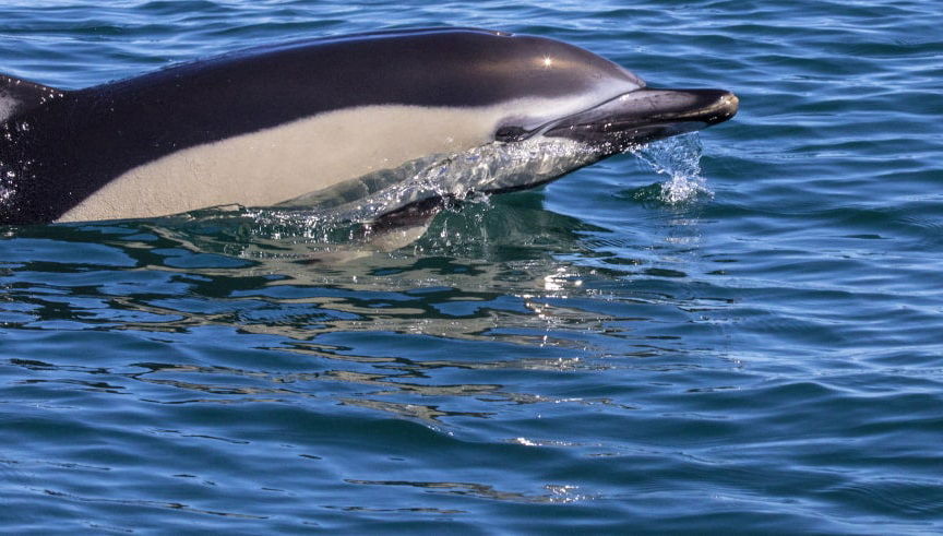 Dolphin Watching Cruise