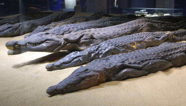 Edfu & Kom Ombo Temples Tour - Photo 3