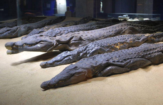 Escursione a Edfu e Kom Ombo - Foto 3