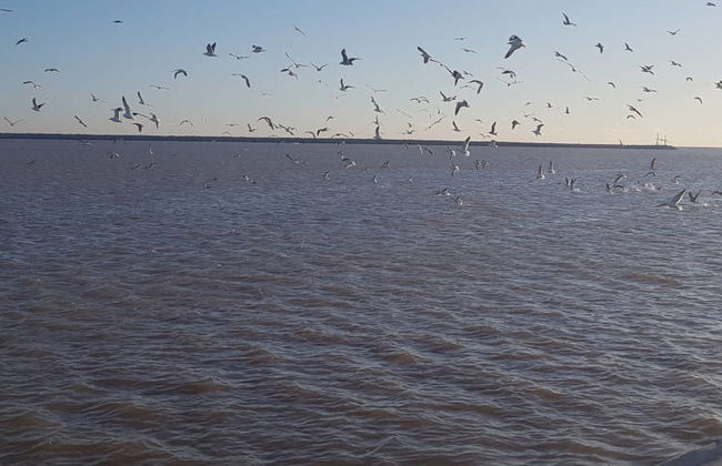 Excursión a la isla Martín García en barco - Foto 8