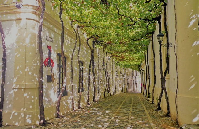 Jerez and Cadiz Day Trip - Photo 5