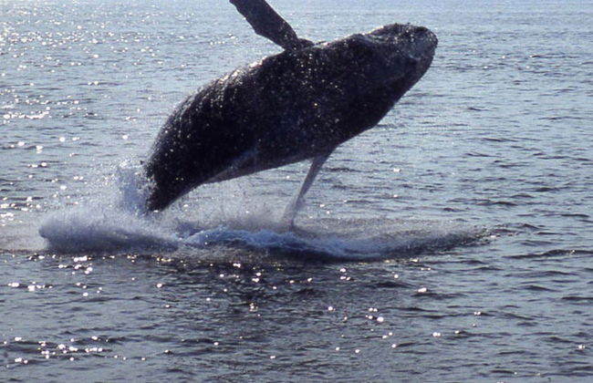 Avistamiento de ballenas en Boston - Foto 8