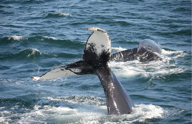 Avistamiento de ballenas en Boston - Foto 7