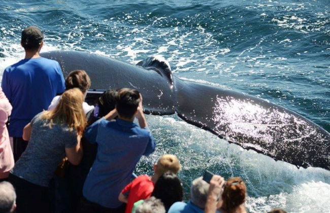 Avistamiento de ballenas en Boston - Foto 4