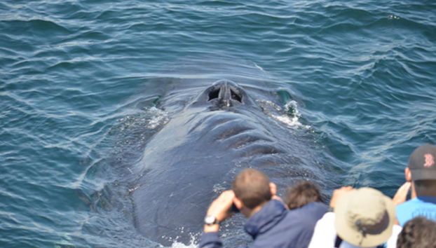 Avistamiento de ballenas en Boston - Foto 5