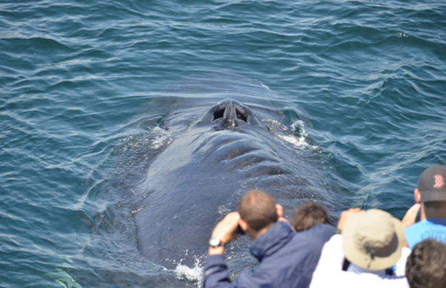 Avistamiento de ballenas en Boston - Foto 6
