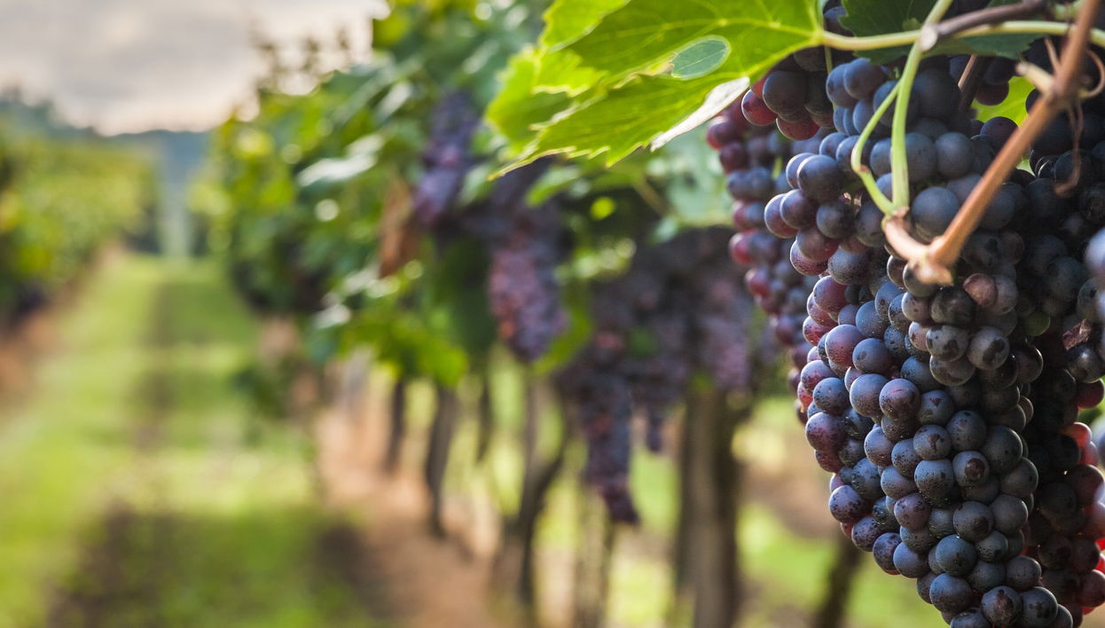 Tour in Bordeaux - Photo 1