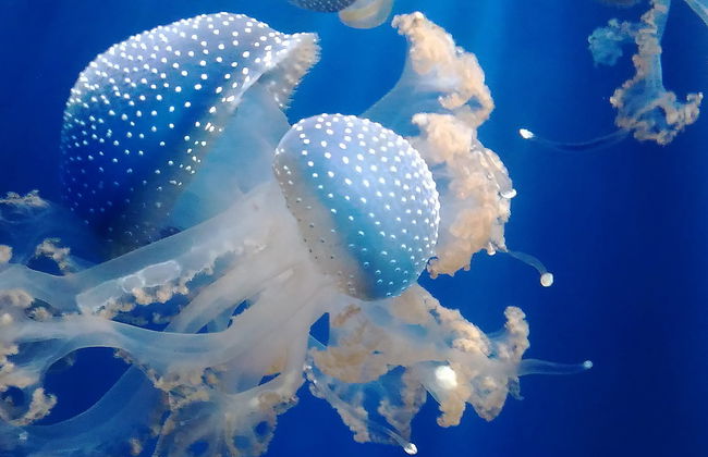 Entrada al Acuario de Génova + Paseo en barco con avistamiento de cetáceos - Foto 4